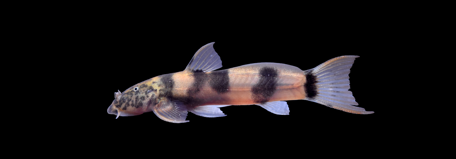 Astroblepus sp. — Andean climbing catfish