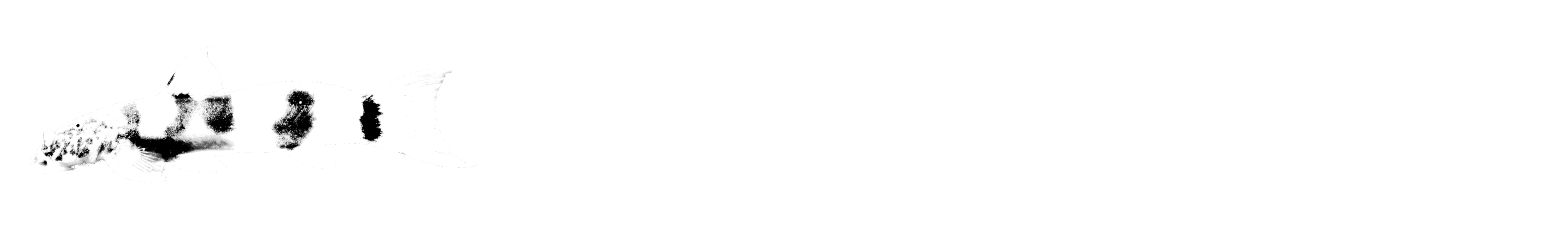 Astroblepus